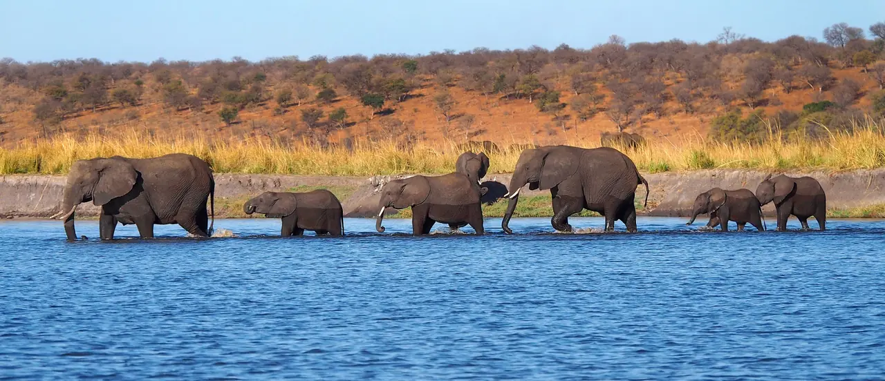 Elephants crossing the&nbsp;Chobe